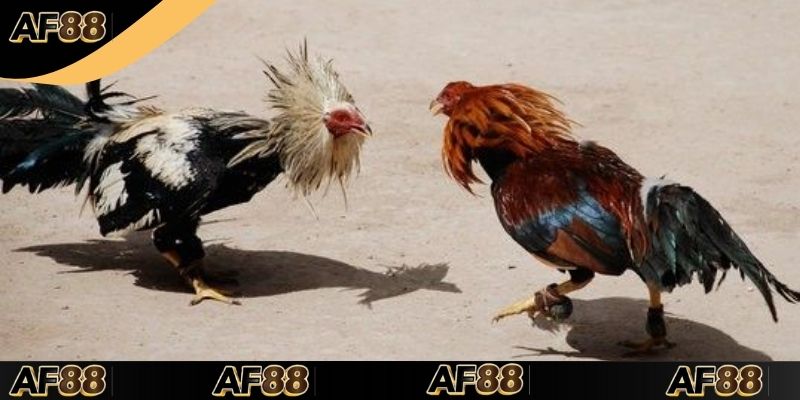 Bí kíp cược chọi gà bách thắng cực dễ tại nhà cái