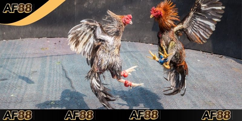 Bí kíp cược chọi gà cựa dao thắng lớn dành cho newbie