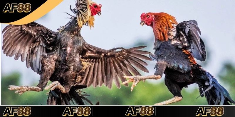 Các loại cược đấu kê phổ biến