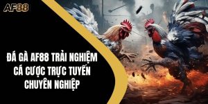 Đá gà AF88