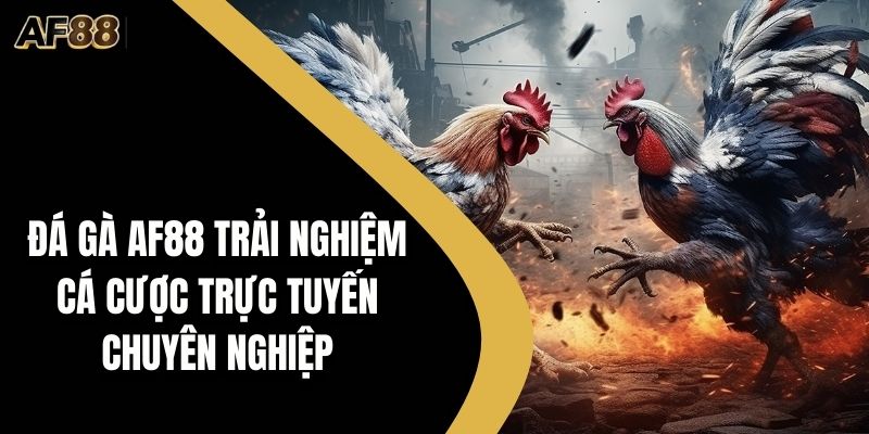 Đá gà AF88