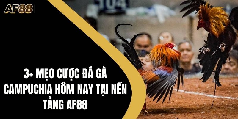 Đá gà Campuchia hôm nay