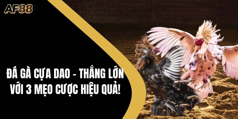 Đá gà cựa dao