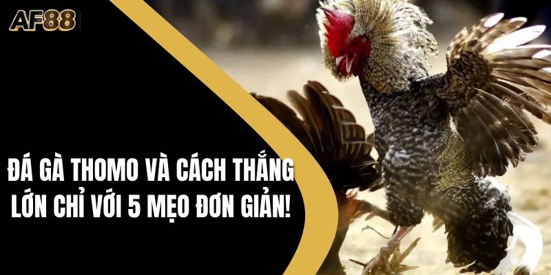 Đá gà Thomo