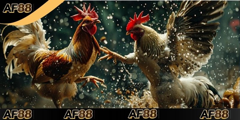 Giới thiệu sơ lược về đá gà thomo AF88