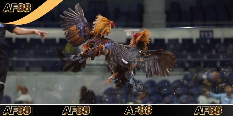 Hướng dẫn đọc các lựa chọn dự đoán cho người mới