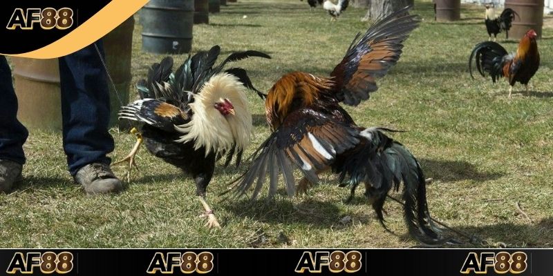 Nguyên tắc chơi đá gà cơ bản mà hội viên phải nằm lòng