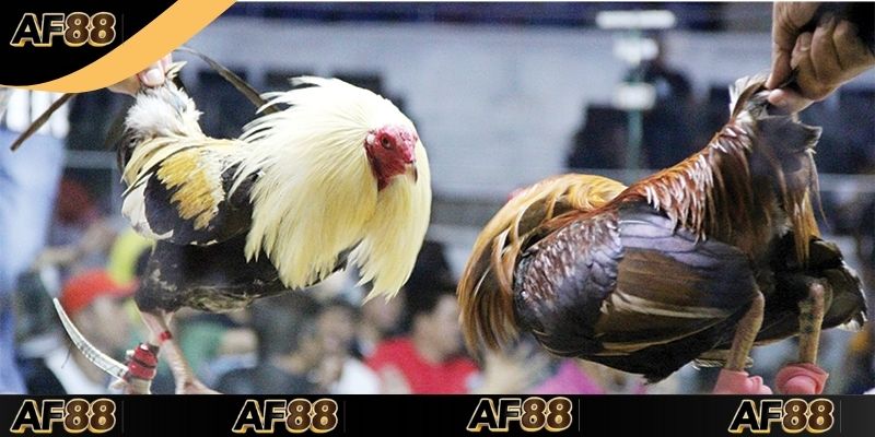 Sơ lược tâm điểm chọi kê tại Campuchia hôm nay