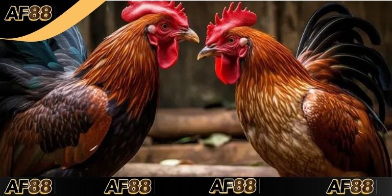 Thế nào là đá gà cựa dao tại AF88