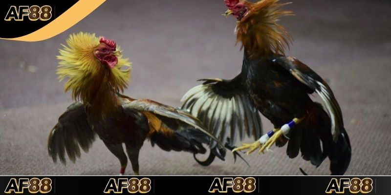 Thông tin cần nắm về luật chơi cá cược chọi gà cựa dao