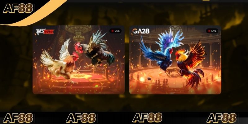 Tổng quan về sảnh đá gà AF88